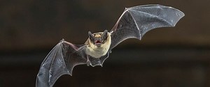 Why do bats have such bizarrely long lifespans?