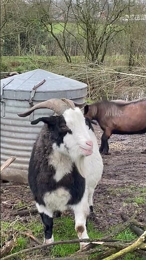 🐐 Pygmy Goats Playing in the Countryside | Adorable Baby Goats