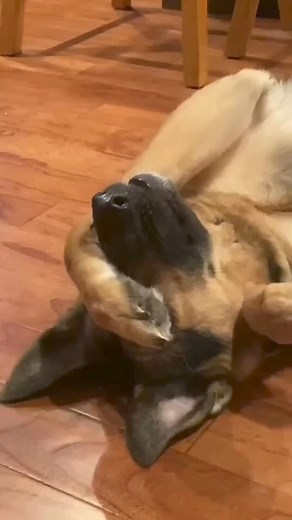 624K views · 10K reactions | German Shepherd Talks for Treats ❤❤❤❤...