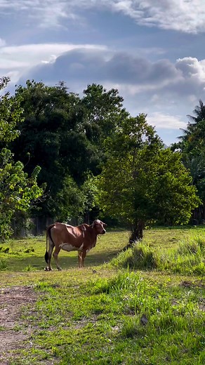 One family at Blake’s Agritourism Technofarm. Visit us and meet our farm animals! 💚 We are making our best effort to give you the best farm experience. Stay tuned for more 😊 #FarmAnimalEncounter | Blake's Agritourism Techno Farm