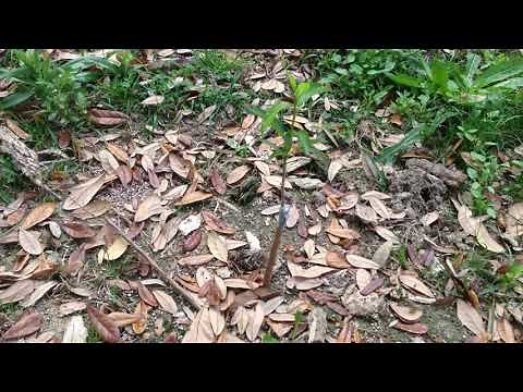 Plum Trees at Different Stages of Life.
