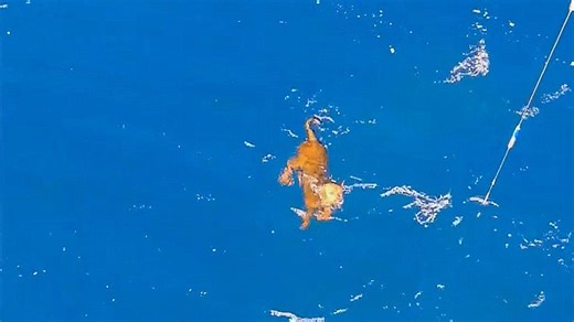 Four-legged castaway! Fishermen rescue a dog swimming alone in the open sea