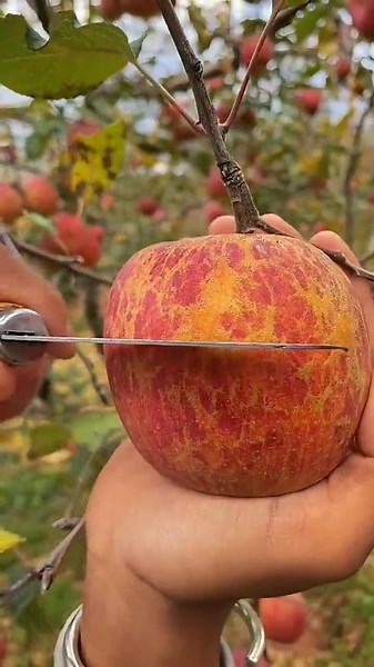 Beautiful Nature wonderful fruit 486 |#satisfying#trending#fruit#viralvideo#village#vlog