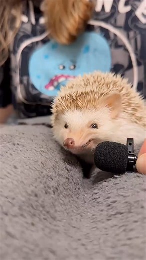 Miss so much Pepper’s sweet smacking noises while eating wormies | Rick the Hedgehog