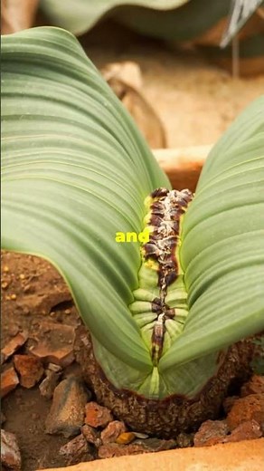 The Weirdest Plant on Earth: Welwitschia Mirabilis!