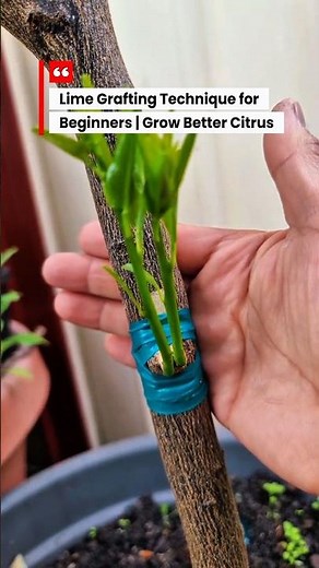 Lime Grafting Technique for Beginners | Grow Better Citrus