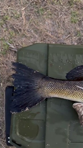 Nice silver perch golden perch and bass caught on spinner baits #silverperch #goldenperch #perch
