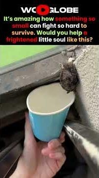 This Tiny Bat Was Too Weak to Fly… Until Someone Helped 🥹🦇❤️