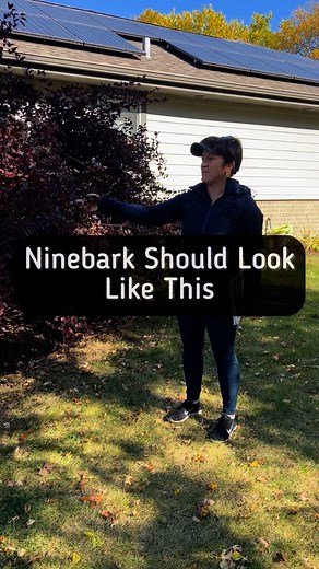 20K views · 1K reactions | Ninebark is a great native shrub with...