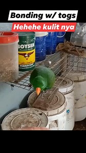 4.2K views · 88 reactions | Bonding with togz | Kuya onard birdtricks show | Facebook