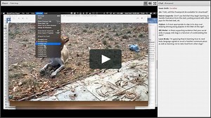 Watch Raising Problem Puppies – Trust and Training - Webinar Online | Vimeo On Demand