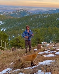 Who knew foxes love banjos! 🪕🦊 | UNILAD Sound
