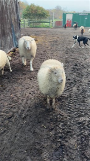 Mini Sheep Rush Hour on a Beautiful Friday