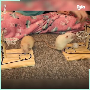 824K views · 41K reactions | Proof that rats can be totally adorable…❤️ | GOODLAD | Facebook