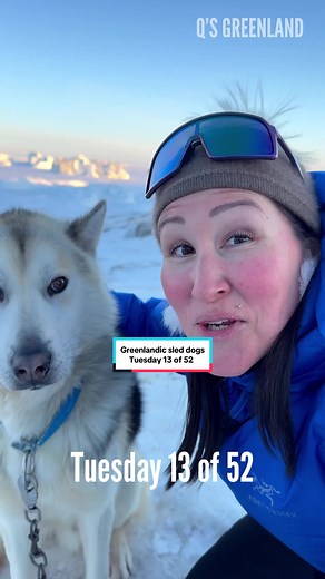 Do you have a dog? Tuesday 13 of 52. @diskoadventures thank you so much for the amazing dogsled rides. Contact Disko Adventures if you would like a dogsled ride or a guided tour in Qeqertarsuaq, Disko Island on: https://diskoadventures.gl/ #greenland #qsgreenland #dogsledding#tradition #culture #dog #sleddog #arctic #inuit #history #historical #qeqertarsuaq #diskoisland #paradise #pure #natural #natur