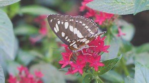Watch as adult butterflies flutter above your head, search for a munching caterpillar, and if you are very lucky you might even see a butterfly emerge from a chrysalis at The Natural History Museum, London. http://po.st/IfVxzf | Visit London
