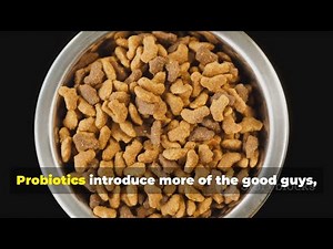 How Probiotics Boost Your Pet’s Health 🐶🐱 | Digestive & Immune Support Tip