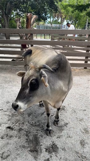 4.5K views · 139 reactions | Meet Milkshake, our ‘udderly’ awesome miniature zebu cow! If you’ve seen her at our Wacky Barn, you know she’s legen-dairy.  #CowAppreciationDay | Zoo Miami | Facebook