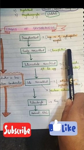 "From Stem Cell to Red Blood Cell: Erythropoiesis Explained