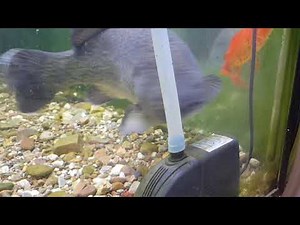 Murray Cod eats pet goldfish.