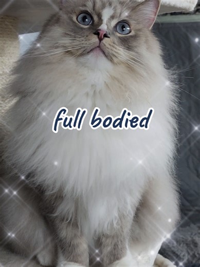 Radar sitting long enough for a video! He usually hangs out in the catio even in below zero weather. #ragdoll #petlife #cat #pet #catlovers