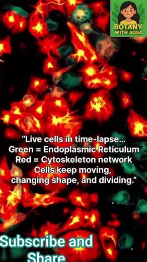 “Live Cells Under Microscope | Red–Green Cytoskeleton & ER Time-Lapse”|