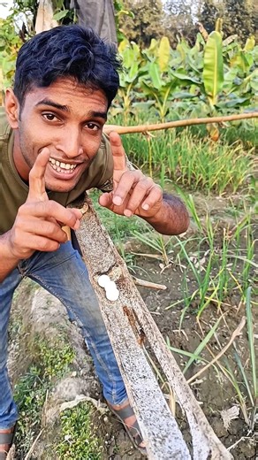 Lizard chick hatched from an egg found in the forest #camping #survival #outdoors #SurvivalBogura