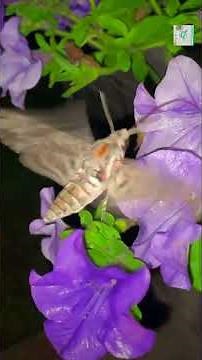 How Moths Navigate Perfectly in Total Darkness: The Hidden Guidance System They Rely On