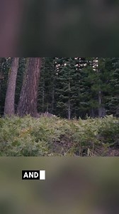 342K views · 4.2K reactions | Bigfoot: Mountains of Mystery returns...