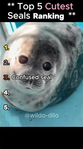 Ranking Top 5 Cutest Seals 🐬💕
