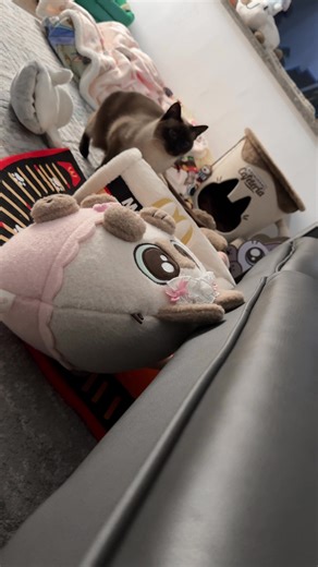 Discover the Charm of Siamese Cats
