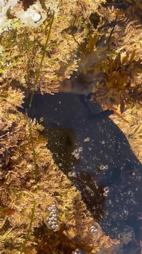 We always love finding sea hares! Did you know that the California sea hare can grow to be over 1 ft long? Some can even weigh up to 5 pounds! Typically, we find sea hares in the 2 - 8 inch range in the tidepools. #lagunabeach #intertidal #seahare #tidepools #tidepooling #lowtide #marineprotectedarea #orangecounty #coolfinds #marinebiology | Laguna Ocean Foundation