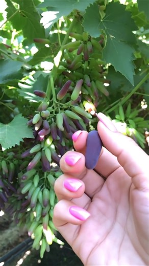 Incredible Grapefruit Benefits and Recipes