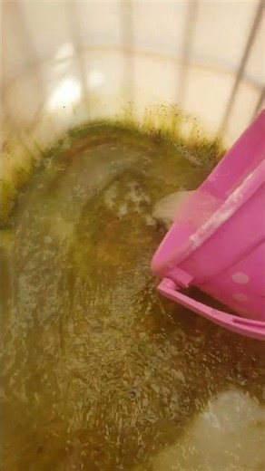 Amazing transformation after cleaning the water tank ✨💧