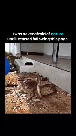 @earthexplained._ on Instagram: "The King Cobra found on the island of Sumatra belongs to a distinct species lineage that was recently recognized by scientists. Here are the key details about the King Cobra in Sumatra: Li Scientific Classification (The Sumatra Lineage) Original Name: For nearly two centuries, all King Cobras were classified as a single species, Ophiophagus hannah. Current Classification: Recent genetic and morphological studies have led to the King Cobra complex being reclassifi
