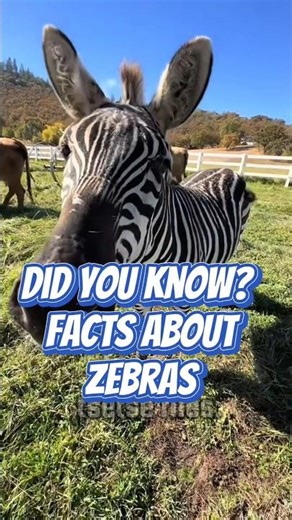 Not Just for Hiding! The Secret of Zebra Stripes 🦓🛡️#Zebra #UniqueFacts​