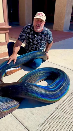 Rainbow Colored Python - Beauty of Nature