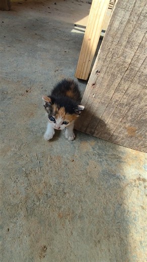 Hora de tirar um cochilo #cat #catshorts #shorts #music