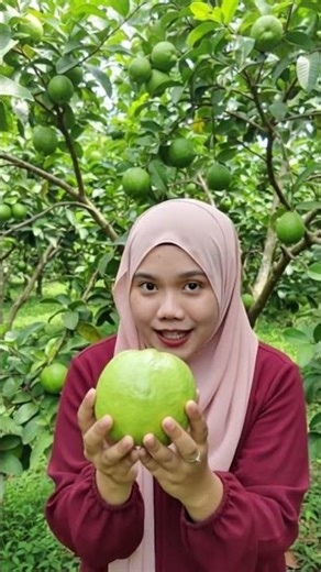 makan jambu biji 😍 #asmr