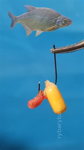 How to Bait Maggot & Corn CORRECTLY!! 🌽🐛 (Tutorial) #shorts