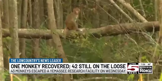 VIDEO: 1 escaped monkey returned to Yemassee facility, 42 still on the loose