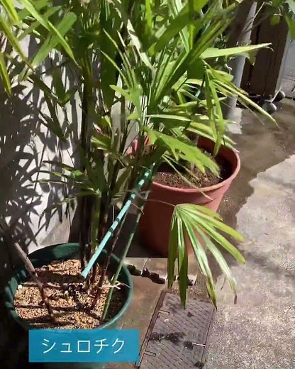 シュロチク植え替え