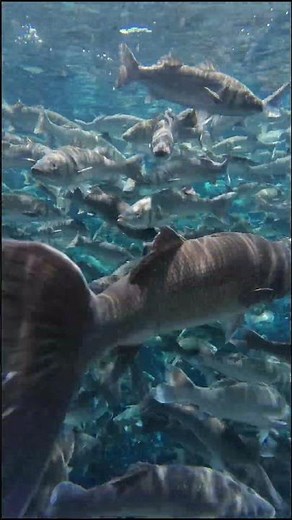 A peek inside a European Sea Bass farm along the northern tip of Kefalonia, Greece.