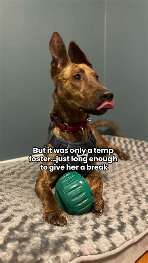 This is Cinnamon. She’s a 2 year old Dutch Shepherd who’s been at East Valley Animal Shelter since July 2025. Cinnamon has an FAS label (fear, anxiety, and stress) And honestly… how could she not? She’s spent months living in a kennel, surrounded by constant noise, isolation, and chaos. She’s a high energy dog, so seeing her confined like this was especially heartbreaking. Cinnamon has gone into foster homes, only to be brought back almost immediately through no fault of her own. Brief moments o