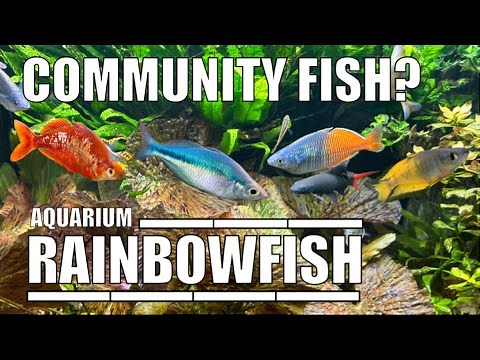 The Most Colourful Freshwater Aquarium Fish: Rainbowfish Tropicalfish