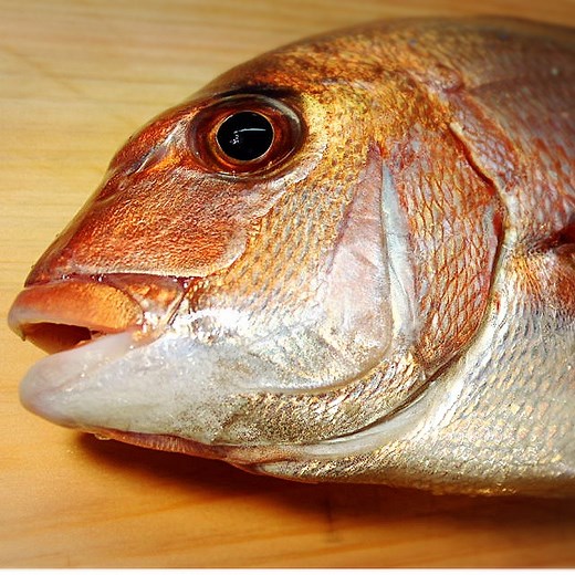 【超人気】明石タイラバタックル紹介！オススメのリールやネクタイは？