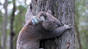We've done it! We've secured one of the nation's only chlamydia-free wild-living Koala populations in the our Barrington Tops Sanctuary! We've partnered up again with Ecosure and Endeavour Veterinary Ecology to recapture and retest the Koalas residing in the Sanctuary, to ensure they are still chlamydia-free...and they are! This Koala cohort now becomes one of Australia's most genetically viable and valuable, and our intensive 'capture and care' pilot program becomes a blueprint for Koala manage