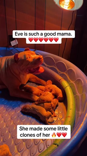 Caring for Baby Lion Cubs: Eve's Heartwarming Journey