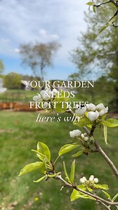 2.1K views · 43 reactions | Have you planted fruit trees in your backyard? Growing your own orchard has so many benefits in the garden! What do you want to know about fruit trees? #fruittrees #orchards #fruittreesinmybackyard | The Cottage Peach | Facebook