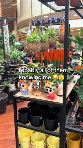 The addiction is real, potential plant ban pending 😂 #houseplants #plants #monstera #alocasia #begonia